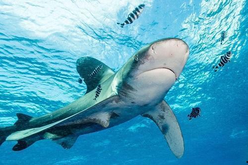 娱乐吃瓜酱鲨鱼,揭秘娱乐圈那些不为人知的幕后故事